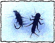 Winter Nymphs