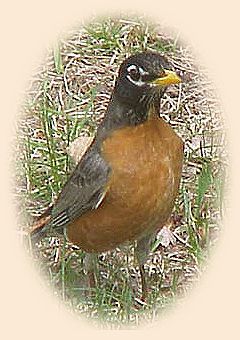 Robin