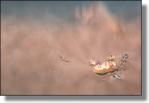 Fly on the edge of the window