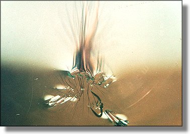 Fly on edge of window