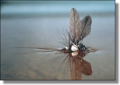 Vince's fly on the water