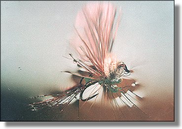 Fly on the edge of the window