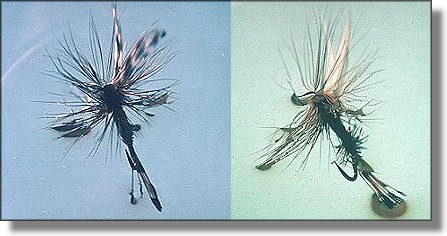 Adams and Royal Coachman