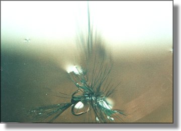 Fly on edge of the window