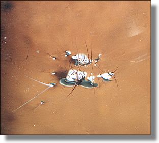 Picture of footprint