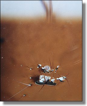 Picture of fly near window edge