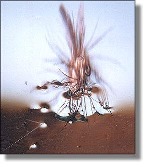 Picture of fly on edge of window