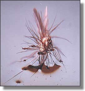 Picture of fly with a trace of edge