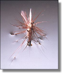 Picture of fly from below