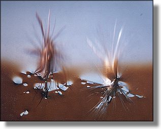 Both on the edge of the window