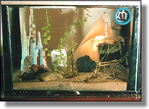 Single aquarium with nymphs