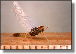 Small May Fly