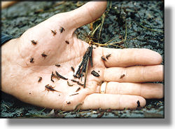Caddis and Mayfly nymphs