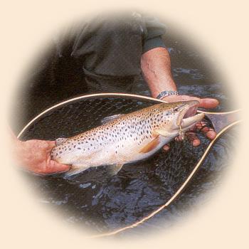 Midday trophies come to streamers, simulans and
 limbata nymphs