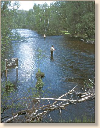 Flies Only section North Branch