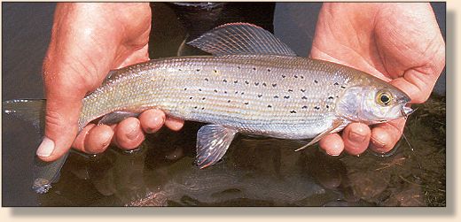 Grayling