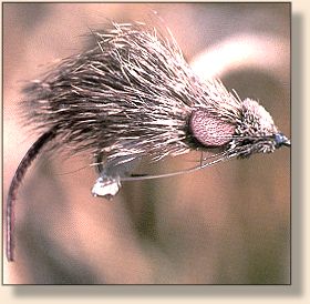 A mouse for the big browns