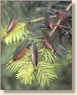 Salmonfly Imitations