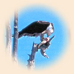 Osprey with dinner
