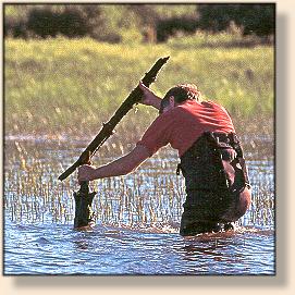 Terrible practice 
of harvesting nymphs to sell, depleting the fishes food supply.
