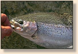 Most fly anglers release all the trout here