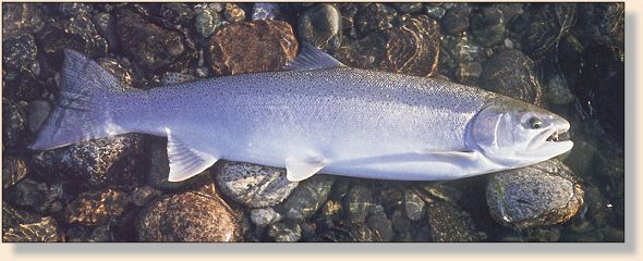 Summer-Run Steelhead