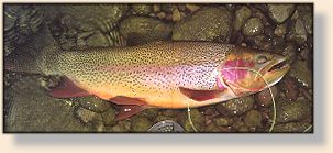 Hybrid Cutthroad-Rainbow