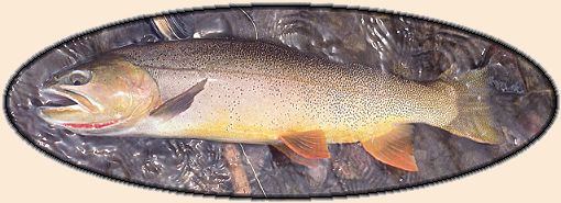 Cutthroat Trout