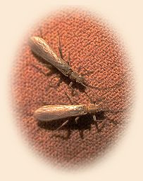 stonefly hatch