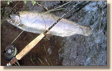 A beautiful 28 in. rainbow from Box Canyon