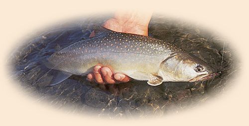 Dolly Varden from the Upper Hoh River