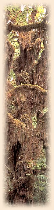 Hoh Rain Forest