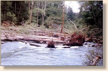 Upper Hoh inside the park is littered with log jams