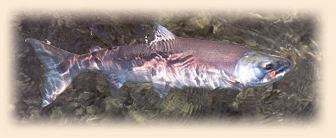 Kenai Sockeye