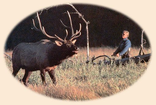 Angler getting too close to bull elk in October