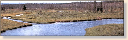 Deep undercut banks provide trout protection