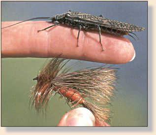 Salmonfly and imitation