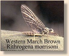 March Brown