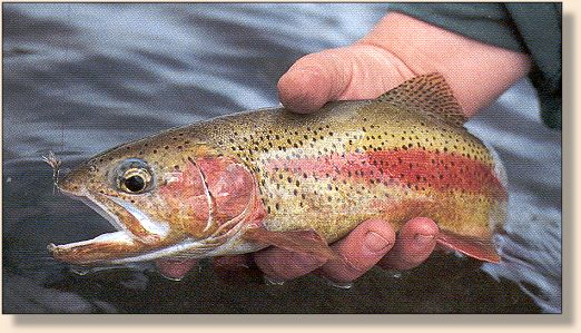 McKenzie Redside (Rainbow)