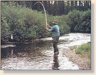 Grilse leading on Northwest Miramichi