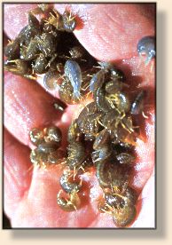 Variety of scuds from the North Platte