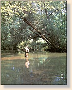 Willow arch near Spring Mills