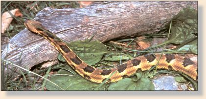 Fanged beauty of Penn's - Watch where you step!