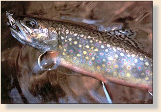 Pennsylvania's state fish, the Penn's original char