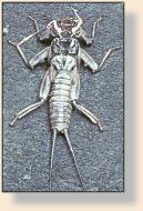 Stonefly shuck - common sight on Penn's