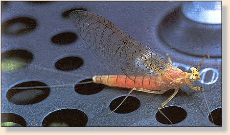 Orange cahill spinner