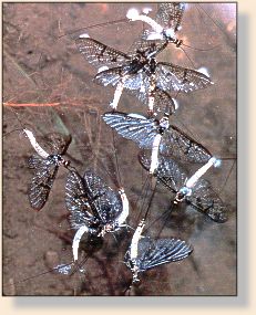Coffin flies