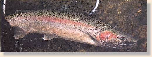 P.M. Steelhead