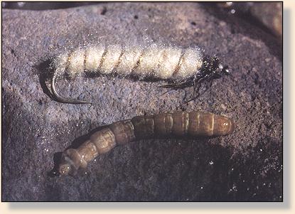 Cranefly larva and imitation