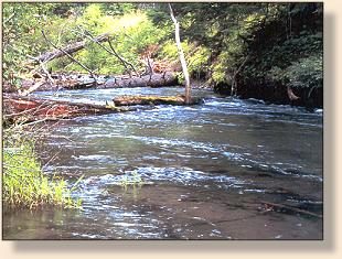 Headwaters hold trout